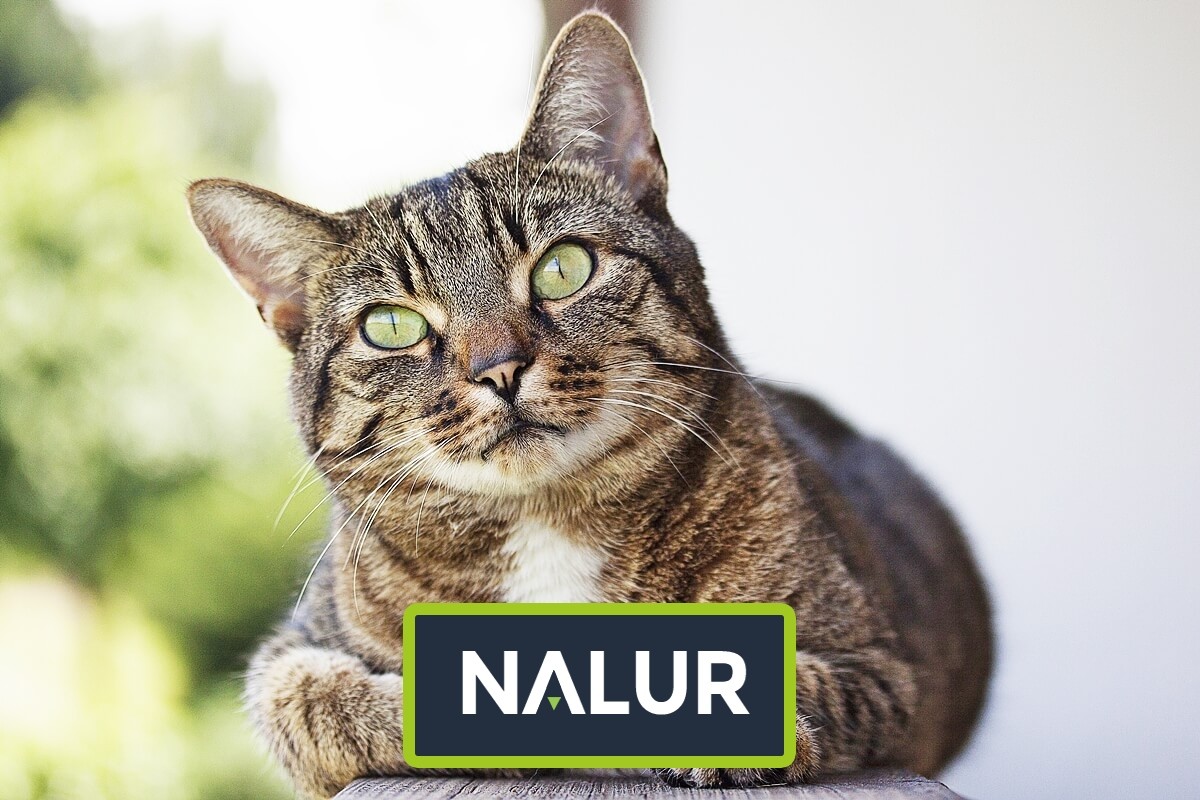 Nalur -