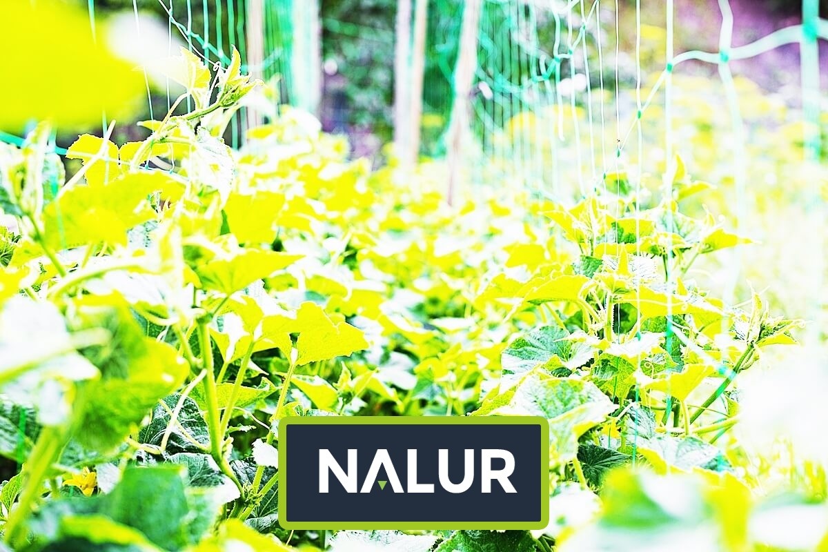   Nalur - Grządki warzywne podwyższone zabezpieczone wytrzymałą siatką 