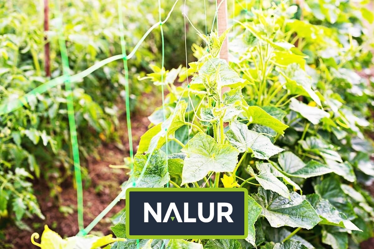   Nalur - Niezawodna ochrona upraw przed szkodnikami dzięki mocnej siatce sznurkowej 