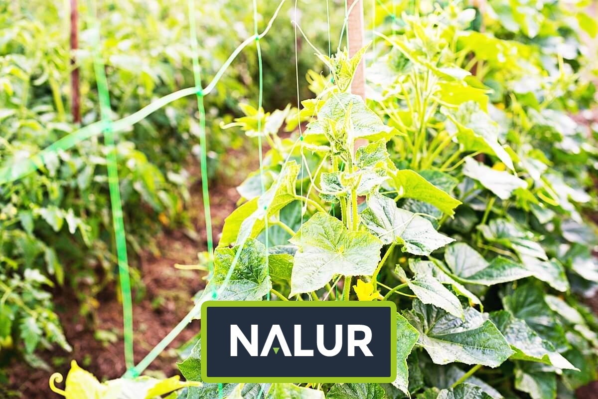   Nalur - Ogrodzenie do ogródka uprawnego   Zabezpieczenie uprawy w ogródku 