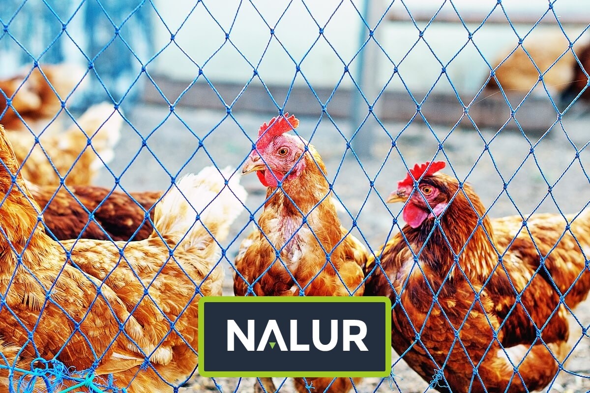   Nalur - Sznurkowe zabezpieczenie dla kaczek na wolnym wybiegu 