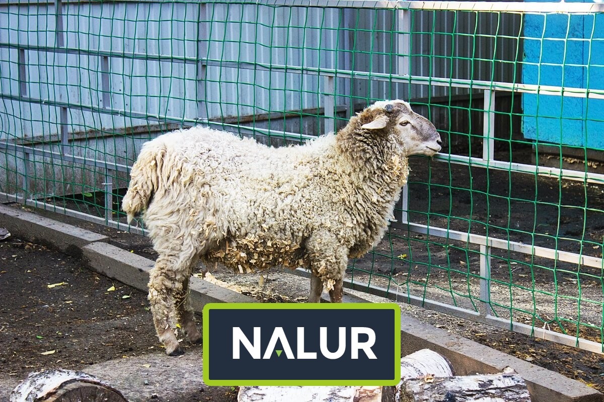   Nalur - Sznurkowe Siatki — Bezpieczne Ogrodzenie na Lata 