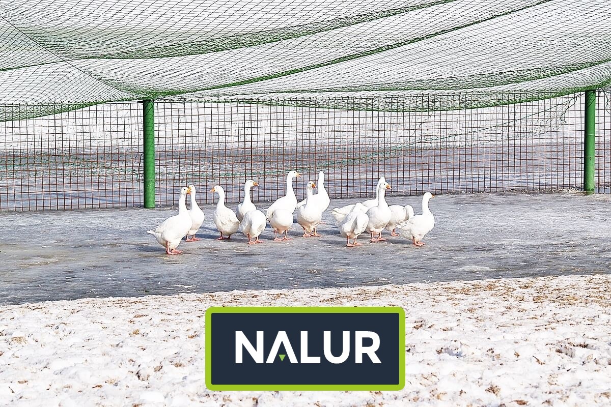   Nalur - Siatka do hodowli   Siatka do zabezpieczenia hodowli ptaków i zwierząt 