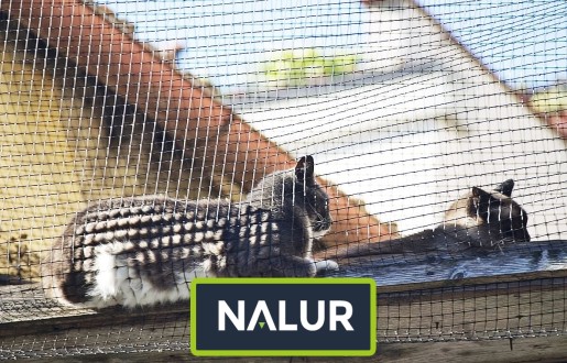 Balkony Siatka dla kota na balkon z małym oczkiem Nalur - Balkony Siatka dla kota na balkon z małym oczkiem