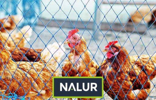   Nalur - Sznurkowe zabezpieczenie dla kaczek na wolnym wybiegu 