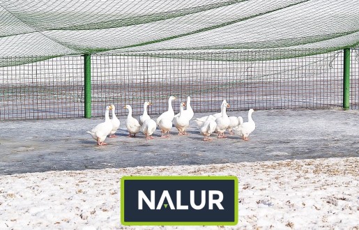   Nalur - Sznurkowe siatki dla kóz: Inwestycja na lata zapewniająca pewne bezpieczeństwo 
